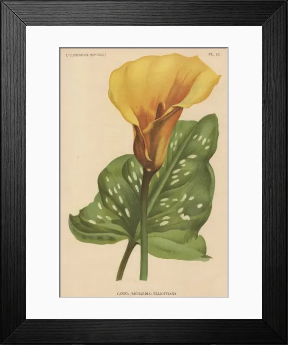 Framed Print : Golden Calla Lily - Richardia Elliottiana Framed Print : Golden Calla Lily - Richardia Elliottiana