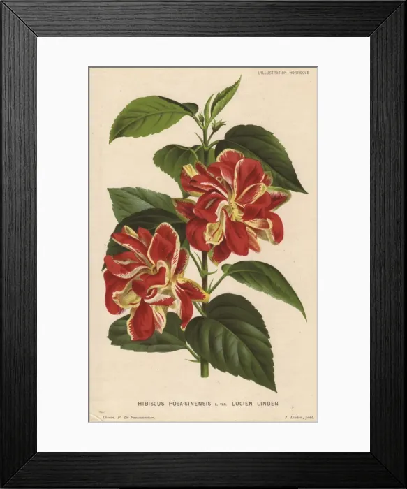 Framed Print : Crimson and yellow hybrid hibiscus, Hibiscus Framed Print : Crimson and yellow hybrid hibiscus, Hibiscus