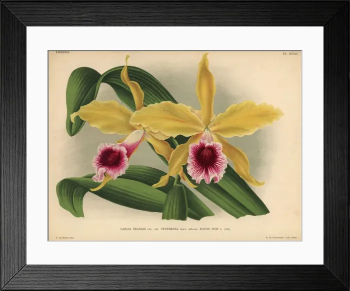 Framed Print : Yellow and crimson orchid, Laelia grandis var Tenebrosa Framed Print : Yellow and crimson orchid, Laelia grandis var Tenebrosa