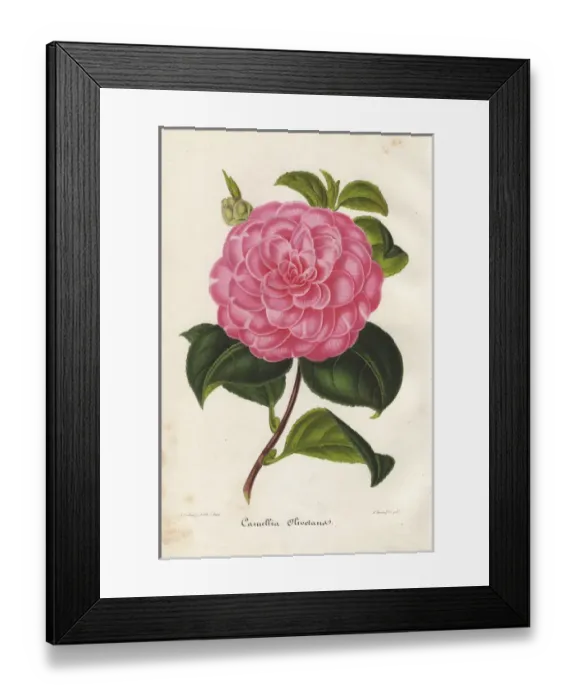 Framed Print : Pink camellia, Olivetana, Thea japonica Framed Print : Pink camellia, Olivetana, Thea japonica