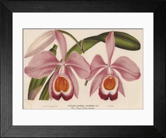 Framed Print : Pink and orange cattleya orchid, Cattleya eldorado Framed Print : Pink and orange cattleya orchid, Cattleya eldorado