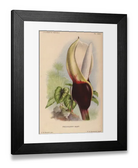 Framed Print : Philodendron mamei with blood-red and white inflorescence Framed Print : Philodendron mamei with blood-red and white inflorescence