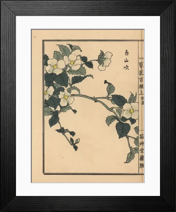 Framed Print : Shiroyamabuki or black jetbead, Rhodotypos scandens Framed Print : Shiroyamabuki or black jetbead, Rhodotypos scandens