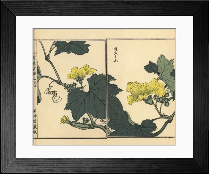 Framed Print : Hechima or sponge cucumber flower, Luffa cylindrica Framed Print : Hechima or sponge cucumber flower, Luffa cylindrica