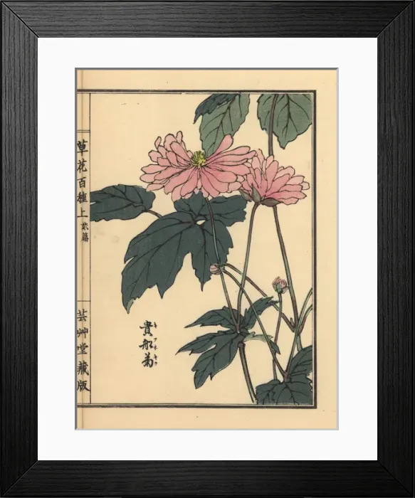 Framed Print : Japanese anemone, Anemone hupehensis var japonica Framed Print : Japanese anemone, Anemone hupehensis var japonica