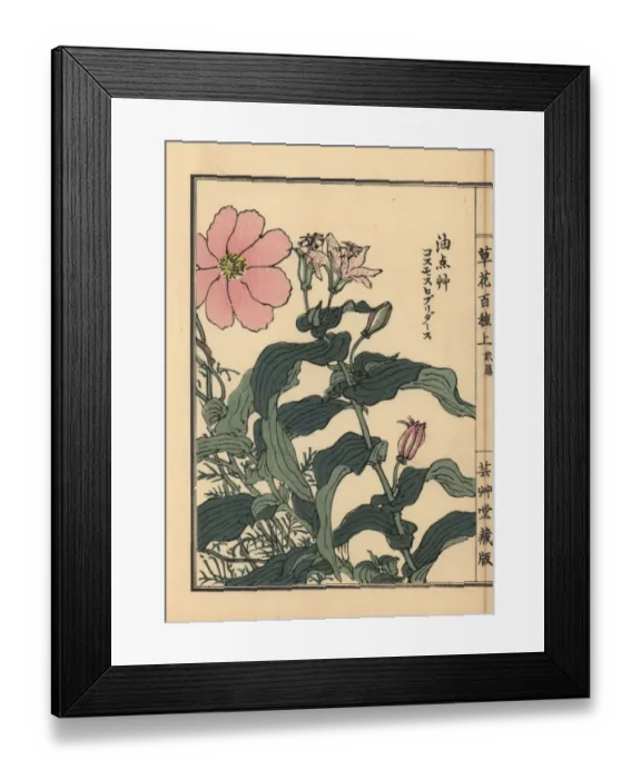 Framed Print : Toad lily, Tricyrtis hirta, and Mexican aster Framed Print : Toad lily, Tricyrtis hirta, and Mexican aster