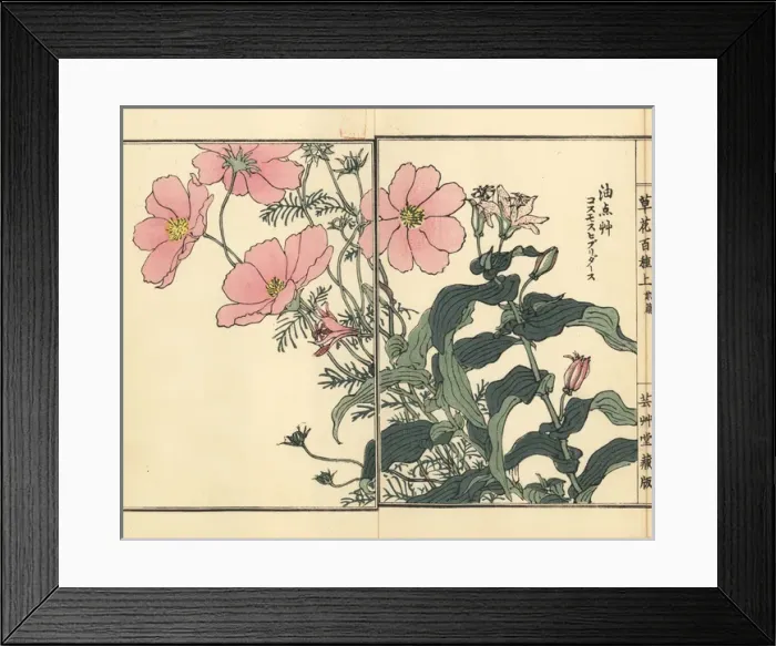 Framed Print : Mexican aster, Cosmos bipinnatus, and toad Framed Print : Mexican aster, Cosmos bipinnatus, and toad