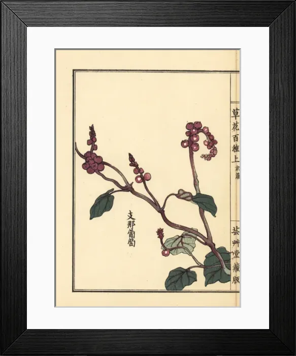 Framed Print : Yamabudou or crimson glory vine, Vitis coignetiae Framed Print : Yamabudou or crimson glory vine, Vitis coignetiae