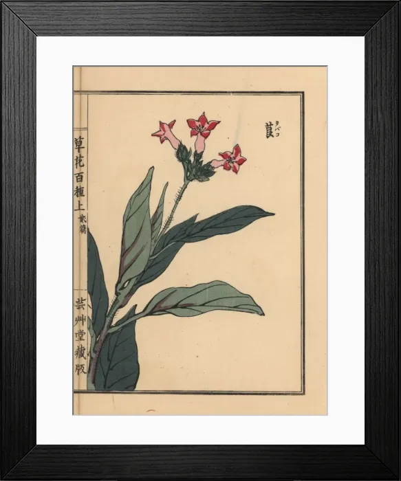 Framed Print : Tobacco plant, Nicotiana tabacum Framed Print : Tobacco plant, Nicotiana tabacum