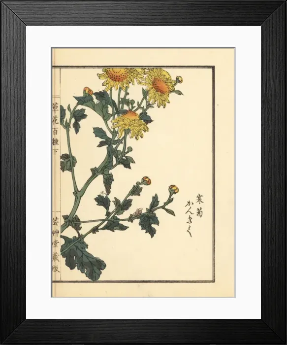 Framed Print : Kangiku or winter chrysanthemum, Chrysanthemum indicum Framed Print : Kangiku or winter chrysanthemum, Chrysanthemum indicum