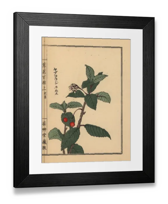 Framed Print : Japanese ardisia or Chirimen marlberry, Ardisia japonica Framed Print : Japanese ardisia or Chirimen marlberry, Ardisia japonica