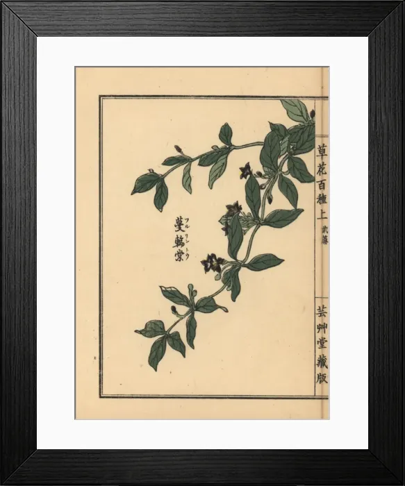 Framed Print : Japanese climbing gentian, Tripterospermum japonicum Framed Print : Japanese climbing gentian, Tripterospermum japonicum