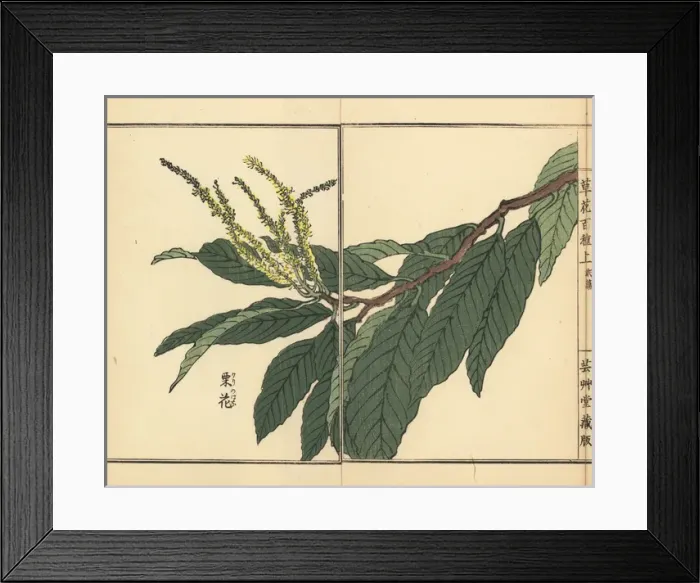 Framed Print : Japanese chestnut flower, Castanea crenata Framed Print : Japanese chestnut flower, Castanea crenata