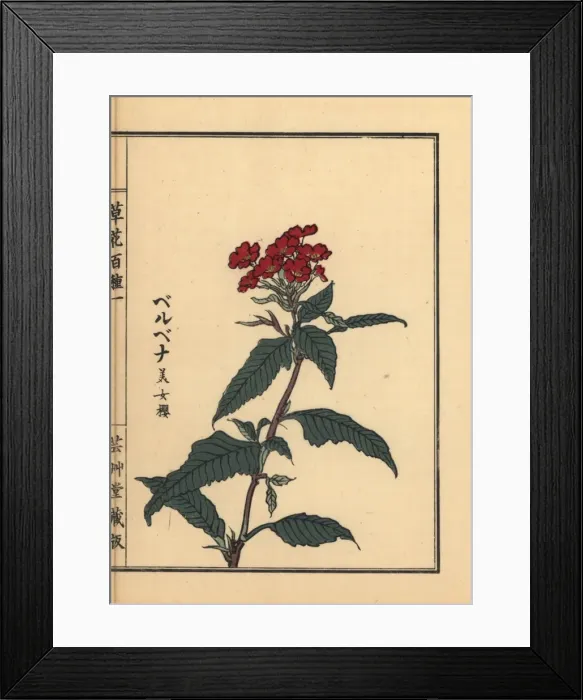 Framed Print : Vervain, Verbena officinalis Framed Print : Vervain, Verbena officinalis