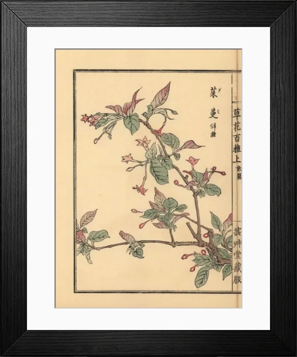 Framed Print : Cherry silverberry, Elaeagnus multiflora Framed Print : Cherry silverberry, Elaeagnus multiflora