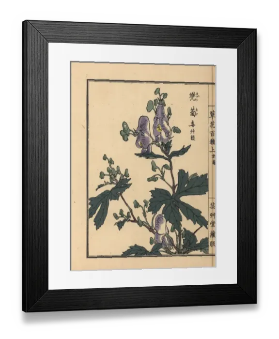 Framed Print : Monkshood, Aconitum napellus Framed Print : Monkshood, Aconitum napellus