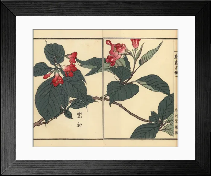 Framed Print : Utsugi or crenate deutzia, Deutzia crenata Framed Print : Utsugi or crenate deutzia, Deutzia crenata