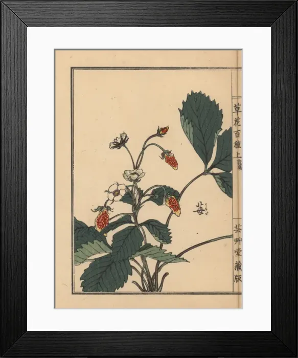 Framed Print : Ichigo or strawberry, Fragaria ananassa Framed Print : Ichigo or strawberry, Fragaria ananassa