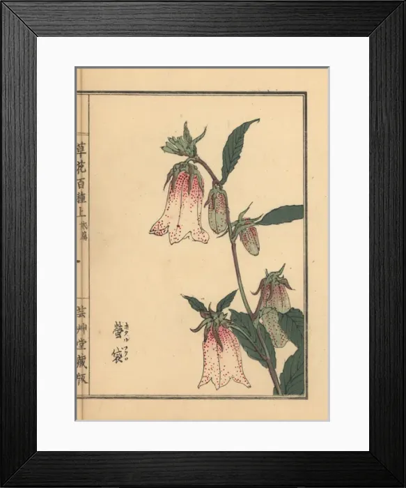Framed Print : Spotted bellflower, Campanula punctata Framed Print : Spotted bellflower, Campanula punctata