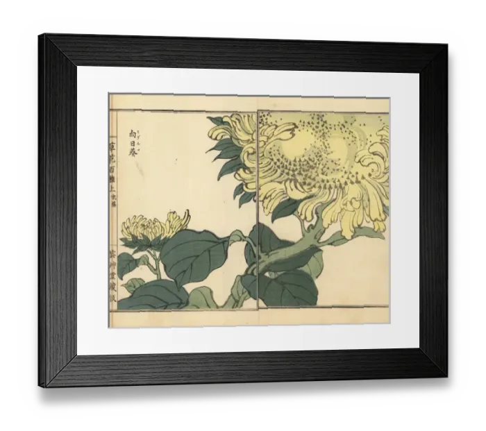 Framed Print : Sunflower, Helianthus annuus