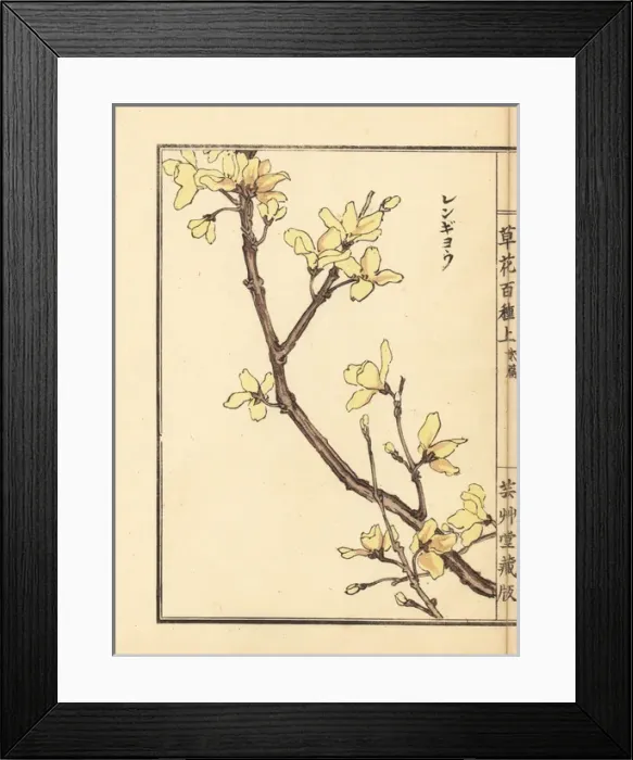 Framed Print : Lianqiao, Forsythia suspensa Framed Print : Lianqiao, Forsythia suspensa