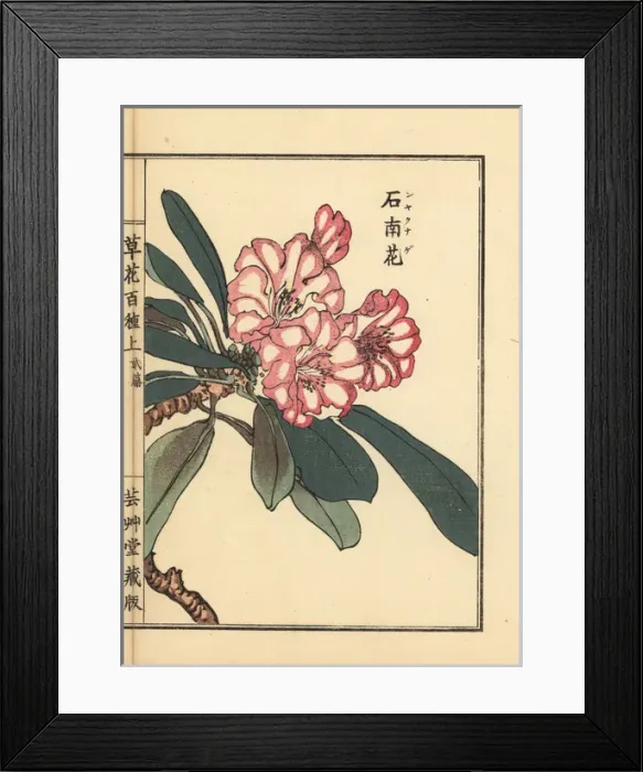 Framed Print : Shakunage or Japanese Rhododendron species Framed Print : Shakunage or Japanese Rhododendron species