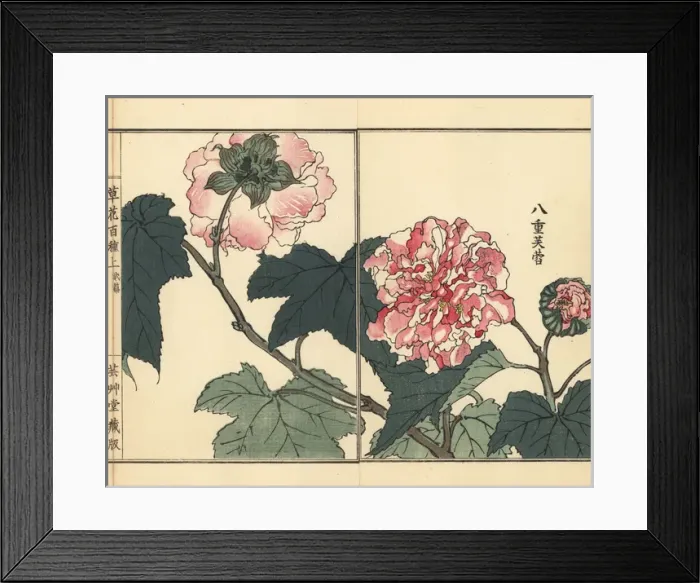 Framed Print : Fuyou or double-petaled cotton rose, Hibiscus mutabilis Framed Print : Fuyou or double-petaled cotton rose, Hibiscus mutabilis