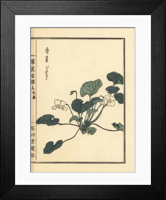 Framed Print : Violet, Viola mandshurica Framed Print : Violet, Viola mandshurica