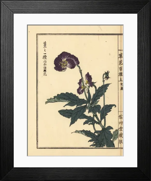 Framed Print : Violet, Viola species Framed Print : Violet, Viola species