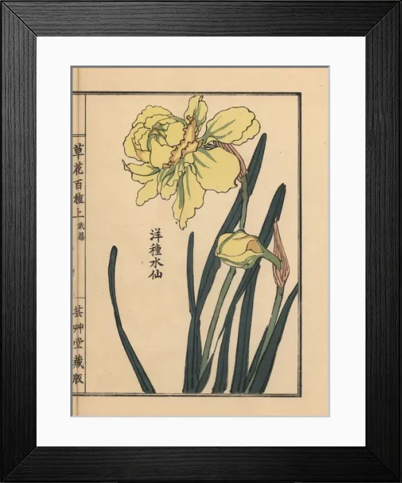Framed Print : Suisen or daffodil species, Narcissus pseudonarcissus Framed Print : Suisen or daffodil species, Narcissus pseudonarcissus