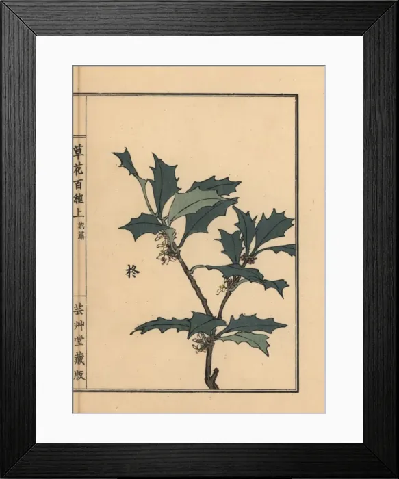 Framed Print : Hiiragi or holly, Ilex crenata Framed Print : Hiiragi or holly, Ilex crenata