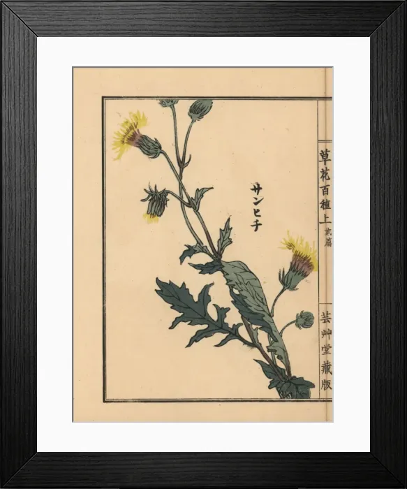 Framed Print : Japanese purple passion, Gynura japonica Framed Print : Japanese purple passion, Gynura japonica