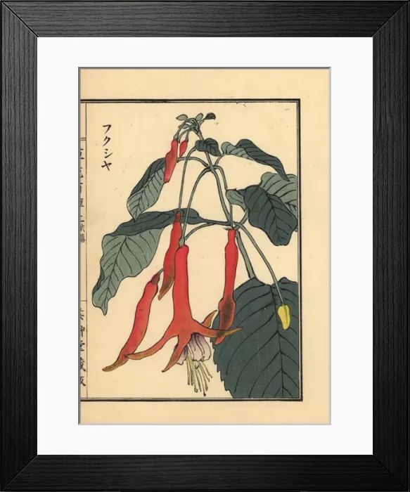 Framed Print : Fukusha or fuchsia, Fuchsia Framed Print : Fukusha or fuchsia, Fuchsia