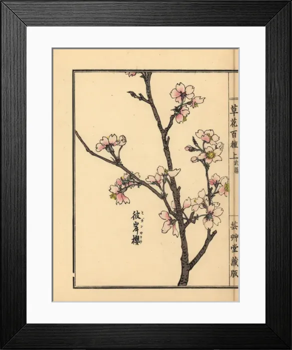 Framed Print : Higan cherry blossom, Prunus pendula Framed Print : Higan cherry blossom, Prunus pendula