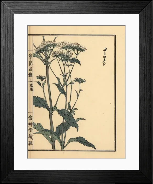 Framed Print : Otokoeshi or Bai Jiang Cao, Patrinia villosa Framed Print : Otokoeshi or Bai Jiang Cao, Patrinia villosa
