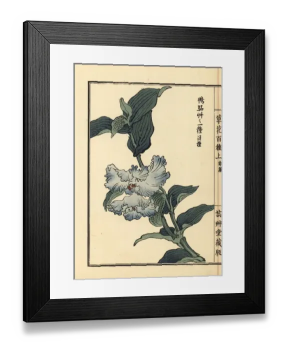 Framed Print : Tsuyukusa or Asiatic dayflower, Commelina communis Framed Print : Tsuyukusa or Asiatic dayflower, Commelina communis