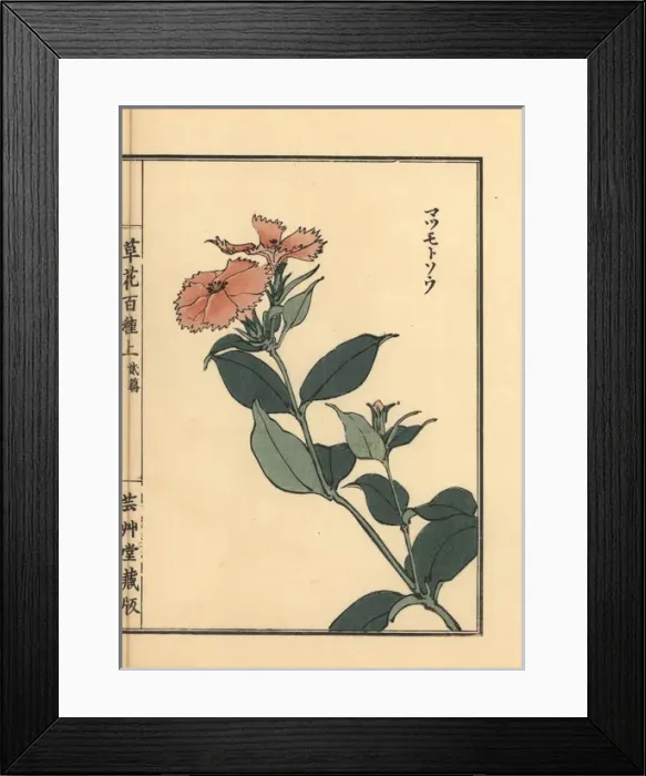 Framed Print : Matsumoto sou or Siebold catchfly, Lychnis sieboldii Framed Print : Matsumoto sou or Siebold catchfly, Lychnis sieboldii