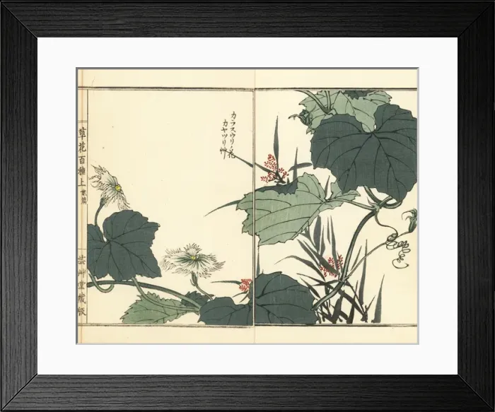 Framed Print : Snake gourd flower, and lesser ricefield sedge grass Framed Print : Snake gourd flower, and lesser ricefield sedge grass