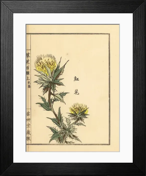 Framed Print : Safflower, Carthamus tinctorius Framed Print : Safflower, Carthamus tinctorius