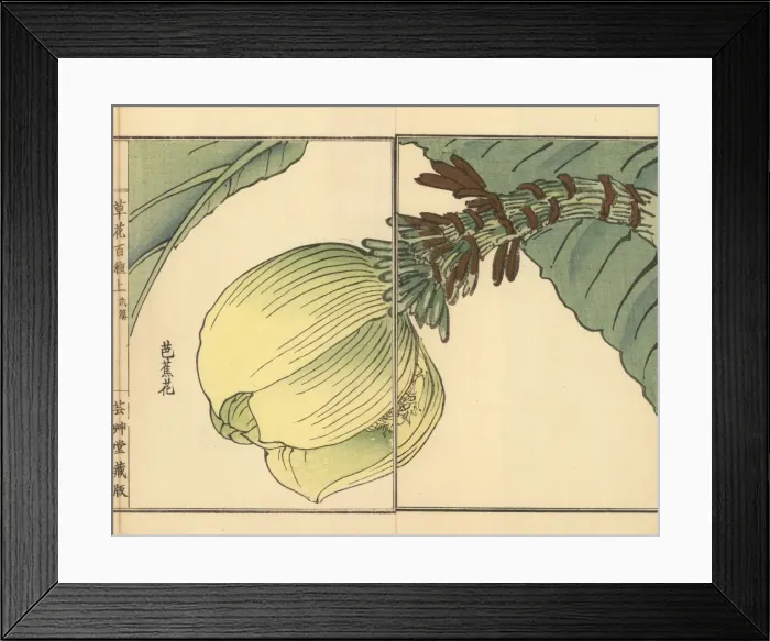 Framed Print : Bashou or Japanese banana plant, Musa basjoo Framed Print : Bashou or Japanese banana plant, Musa basjoo
