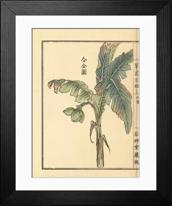 Framed Print : Bashou or Japanese banana tree, Musa basjoo Framed Print : Bashou or Japanese banana tree, Musa basjoo