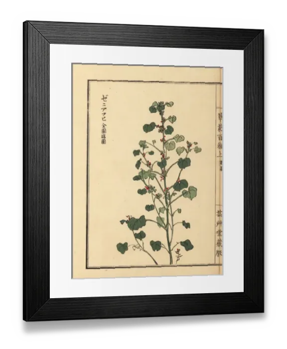 Framed Print : Common mallow, Malva sylvestris var mauritiana Framed Print : Common mallow, Malva sylvestris var mauritiana