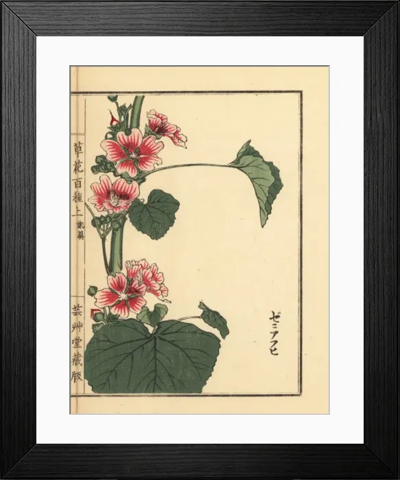 Framed Print : Common mallow, Malva sylvestris var mauritiana Framed Print : Common mallow, Malva sylvestris var mauritiana