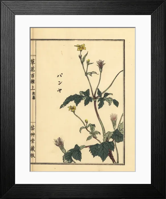 Framed Print : Panya, unknown plant Framed Print : Panya, unknown plant