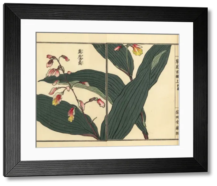 Framed Print : Kumataka or kokei ran orchid, Oreorchis patens Framed Print : Kumataka or kokei ran orchid, Oreorchis patens