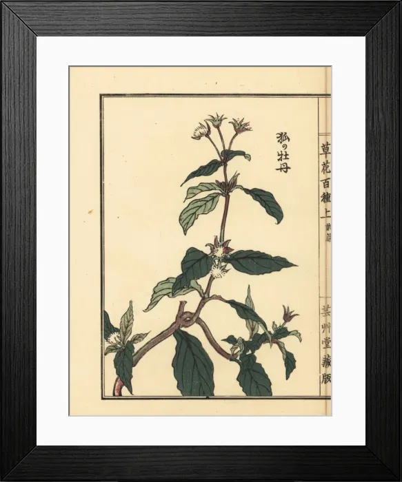 Framed Print : Kitsune no botan or Ranunculus silerifolius Framed Print : Kitsune no botan or Ranunculus silerifolius