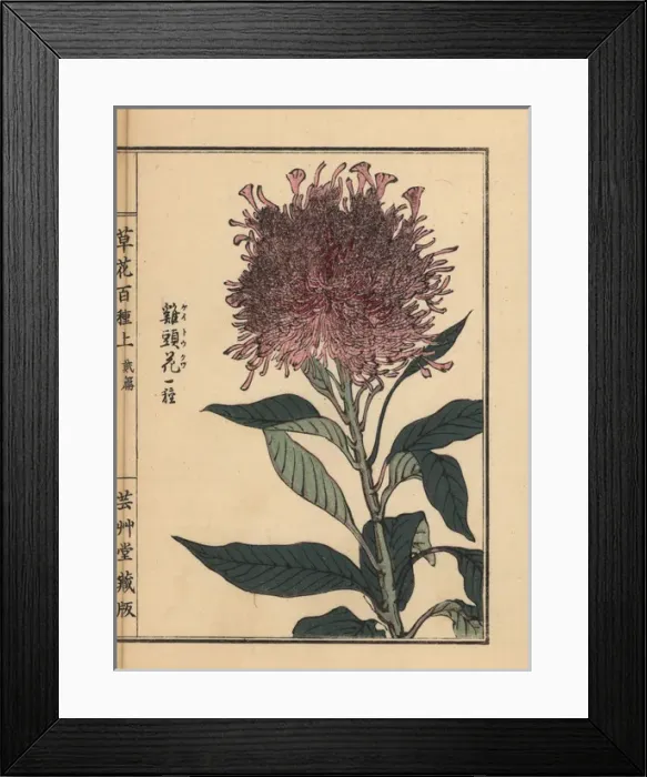 Framed Print : Plumed cockscomb variety, Celosia argentea Framed Print : Plumed cockscomb variety, Celosia argentea