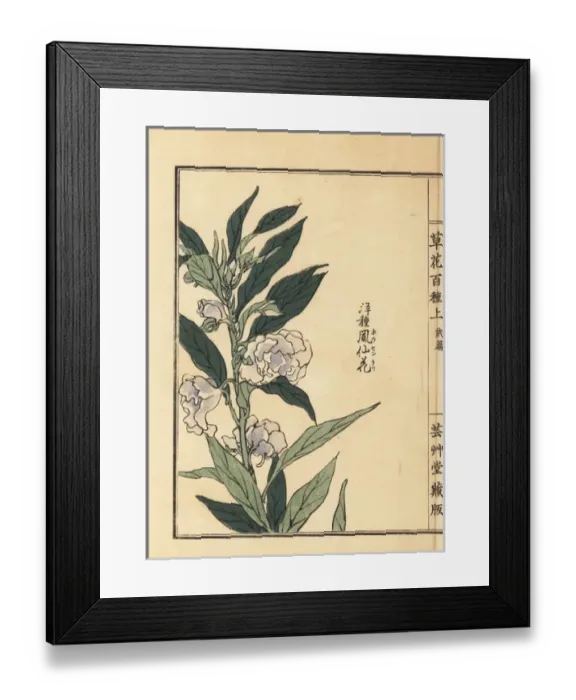 Framed Print : Housenka or garden balsam, Impatiens balsamina
