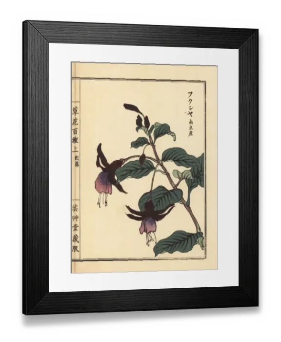 Framed Print : Fukusha, South American fuchsia species Framed Print : Fukusha, South American fuchsia species