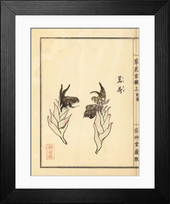 Framed Print : Japanese ginger, Zingiber mioga Framed Print : Japanese ginger, Zingiber mioga